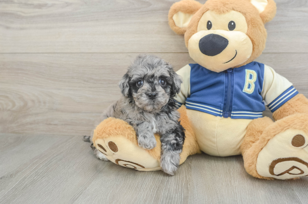 5 week old Havapoo Puppy For Sale - Lone Star Pups