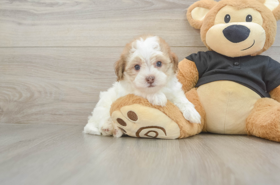 5 week old Havapoo Puppy For Sale - Lone Star Pups
