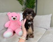 9 week old Havapoo Puppy For Sale - Lone Star Pups