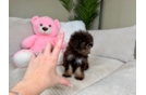 Cute Havadoodle Poodle Mix Puppy