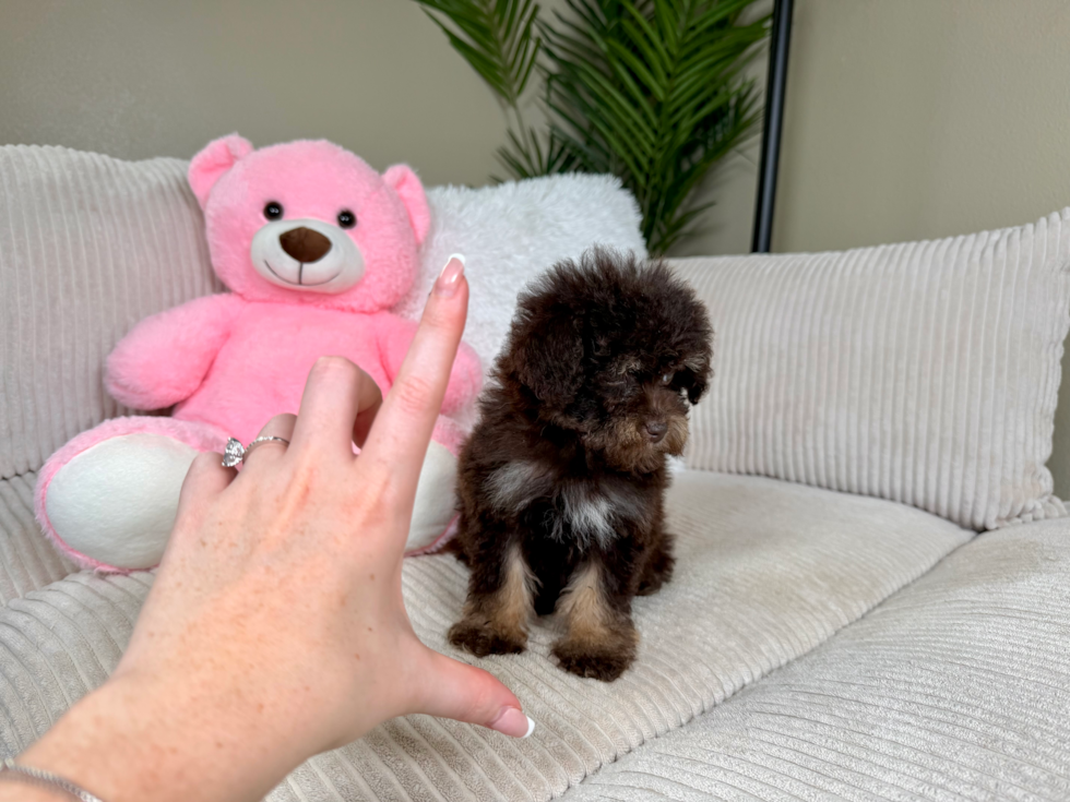 Cute Havadoodle Poodle Mix Puppy