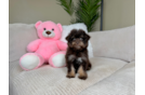 Cute Havapoo Poodle Mix Pup
