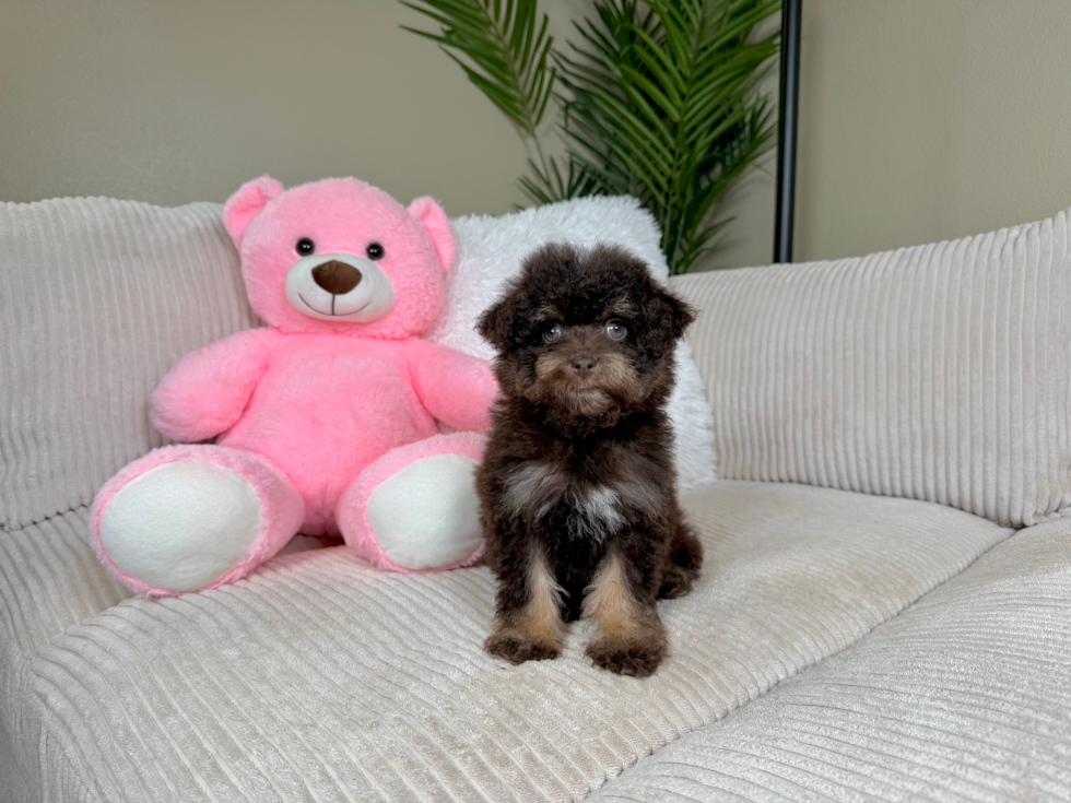Cute Havapoo Poodle Mix Pup