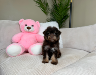 10 week old Havapoo Puppy For Sale - Lone Star Pups