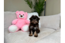 Cute Havapoo Poodle Mix Pup