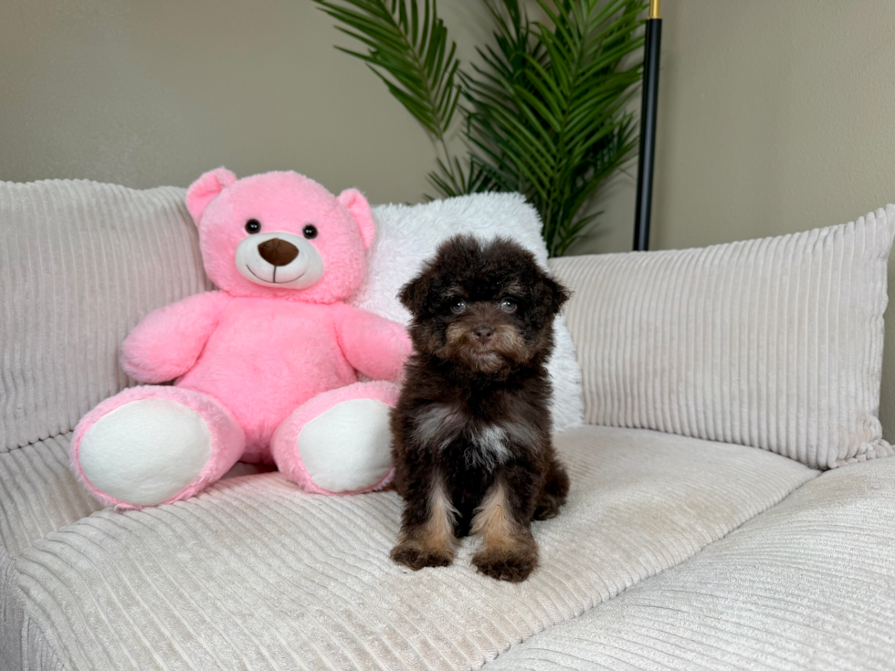 Cute Havapoo Poodle Mix Pup