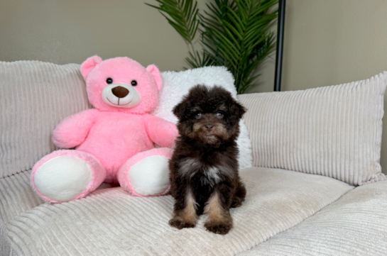 Cute Havapoo Poodle Mix Pup