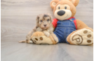 Havapoo Puppy for Adoption