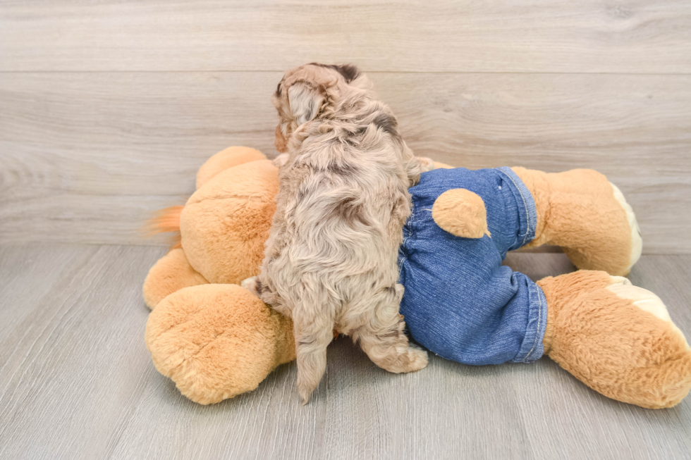 Hypoallergenic Havadoodle Poodle Mix Puppy