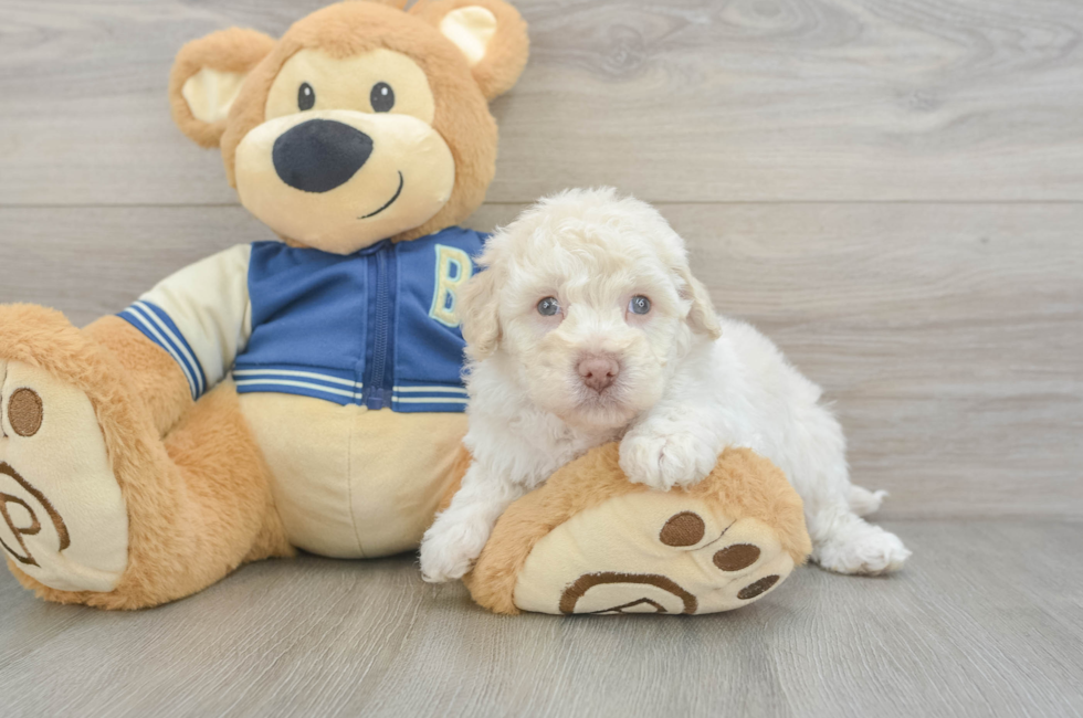5 week old Havapoo Puppy For Sale - Lone Star Pups