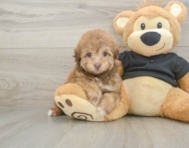 8 week old Havapoo Puppy For Sale - Lone Star Pups