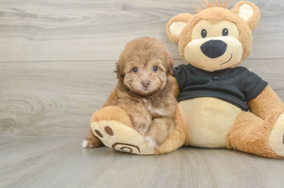 5 week old Havapoo Puppy For Sale - Lone Star Pups