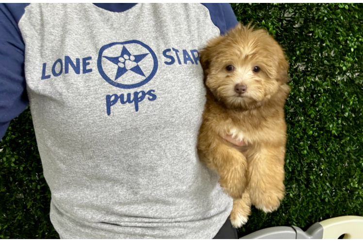 Cute Havadoodle Poodle Mix Puppy