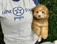 10 week old Havapoo Puppy For Sale - Lone Star Pups