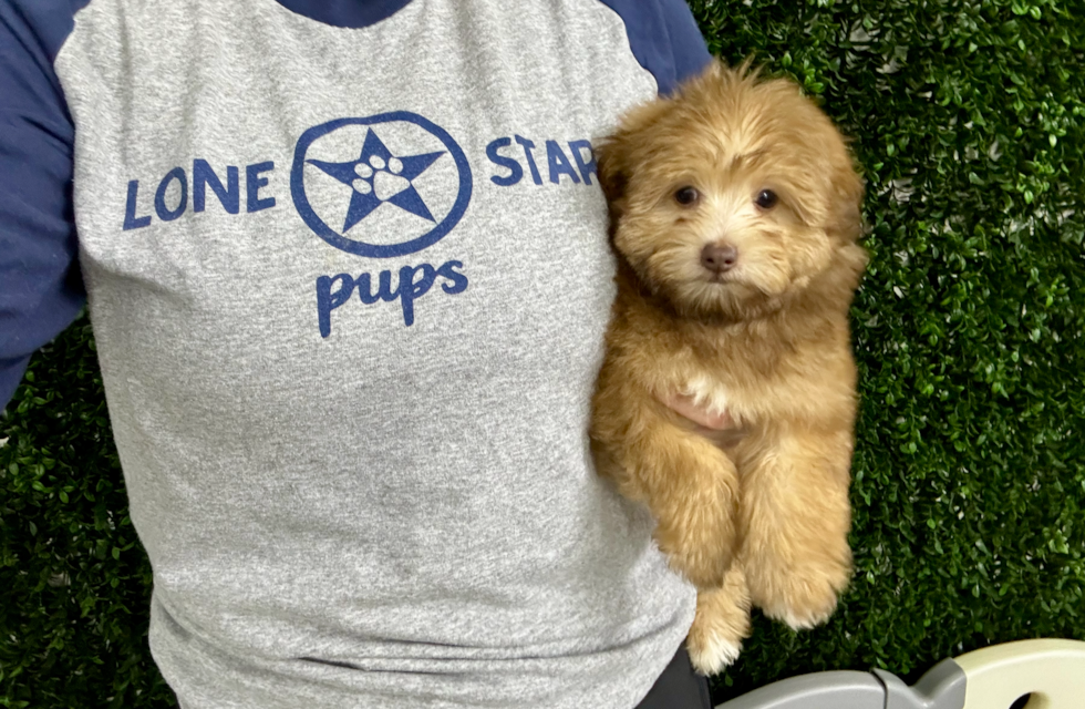Cute Havadoodle Poodle Mix Puppy