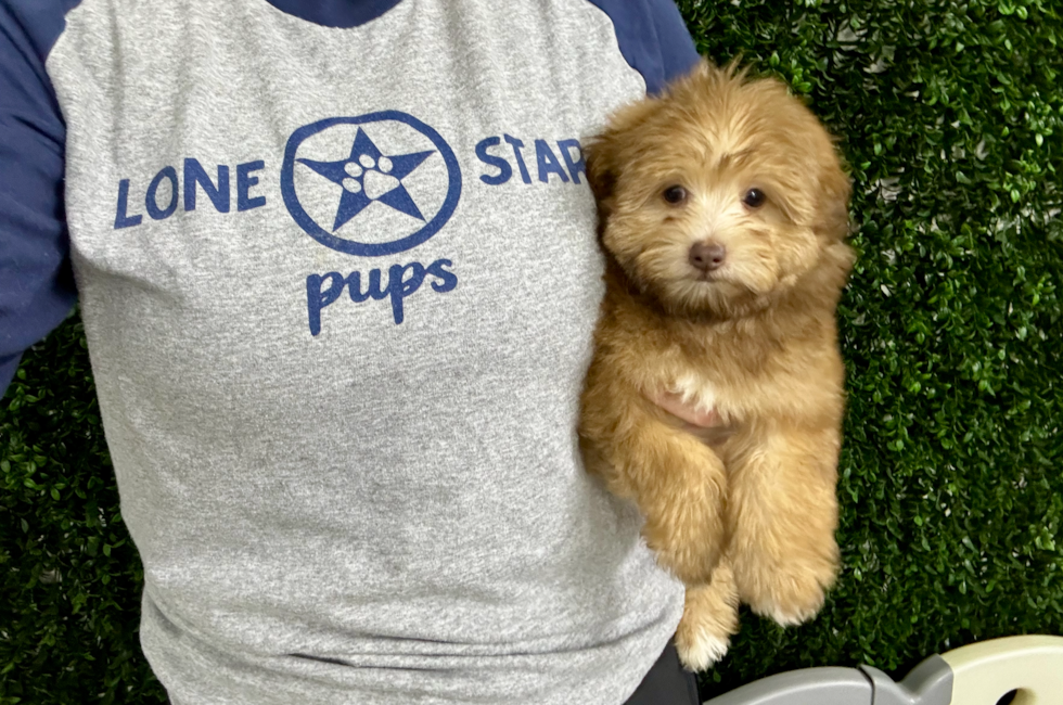 10 week old Havapoo Puppy For Sale - Lone Star Pups