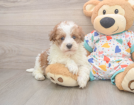 7 week old Havapoo Puppy For Sale - Lone Star Pups