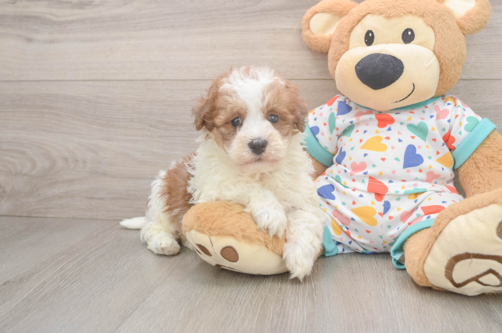 5 week old Havapoo Puppy For Sale - Lone Star Pups