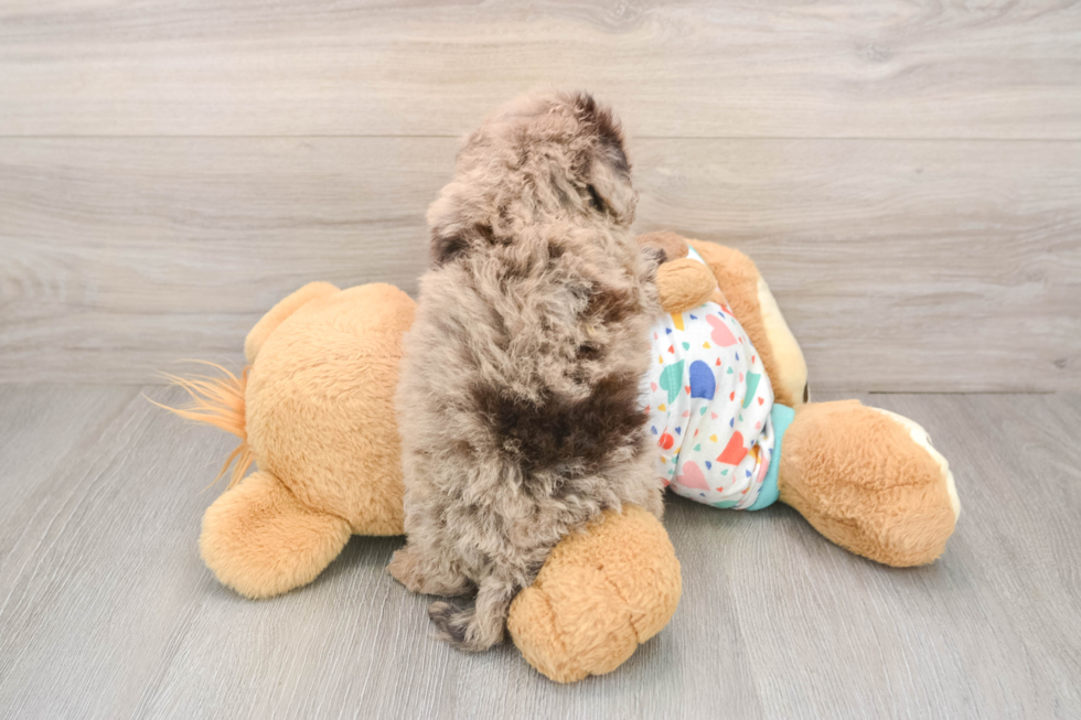 Playful Havadoodle Poodle Mix Puppy