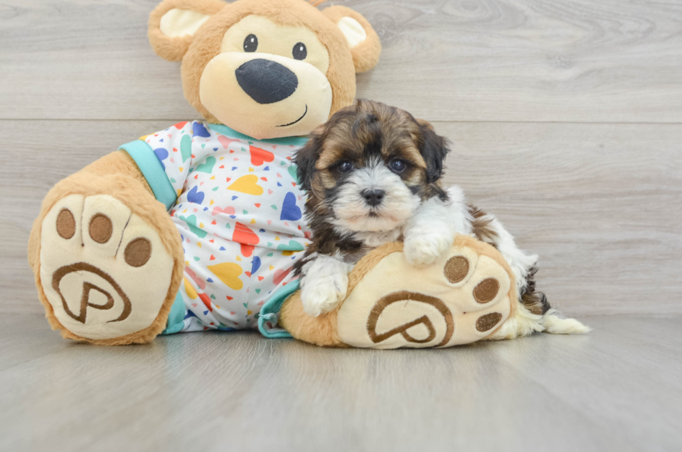 5 week old Havapoo Puppy For Sale - Lone Star Pups
