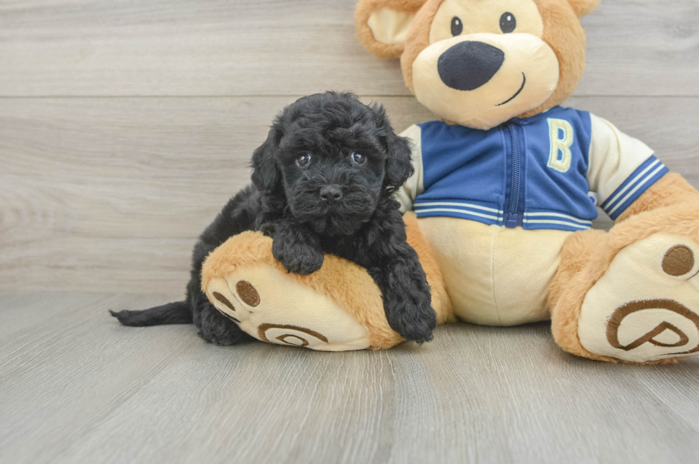 5 week old Havapoo Puppy For Sale - Lone Star Pups