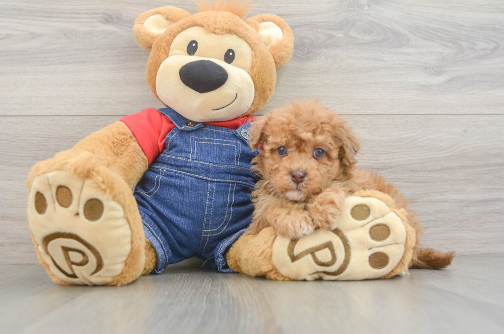 6 week old Havapoo Puppy For Sale - Lone Star Pups