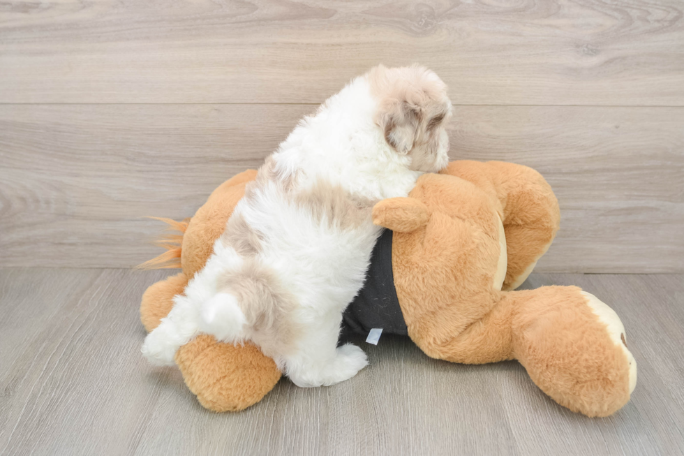 Energetic Havadoodle Poodle Mix Puppy