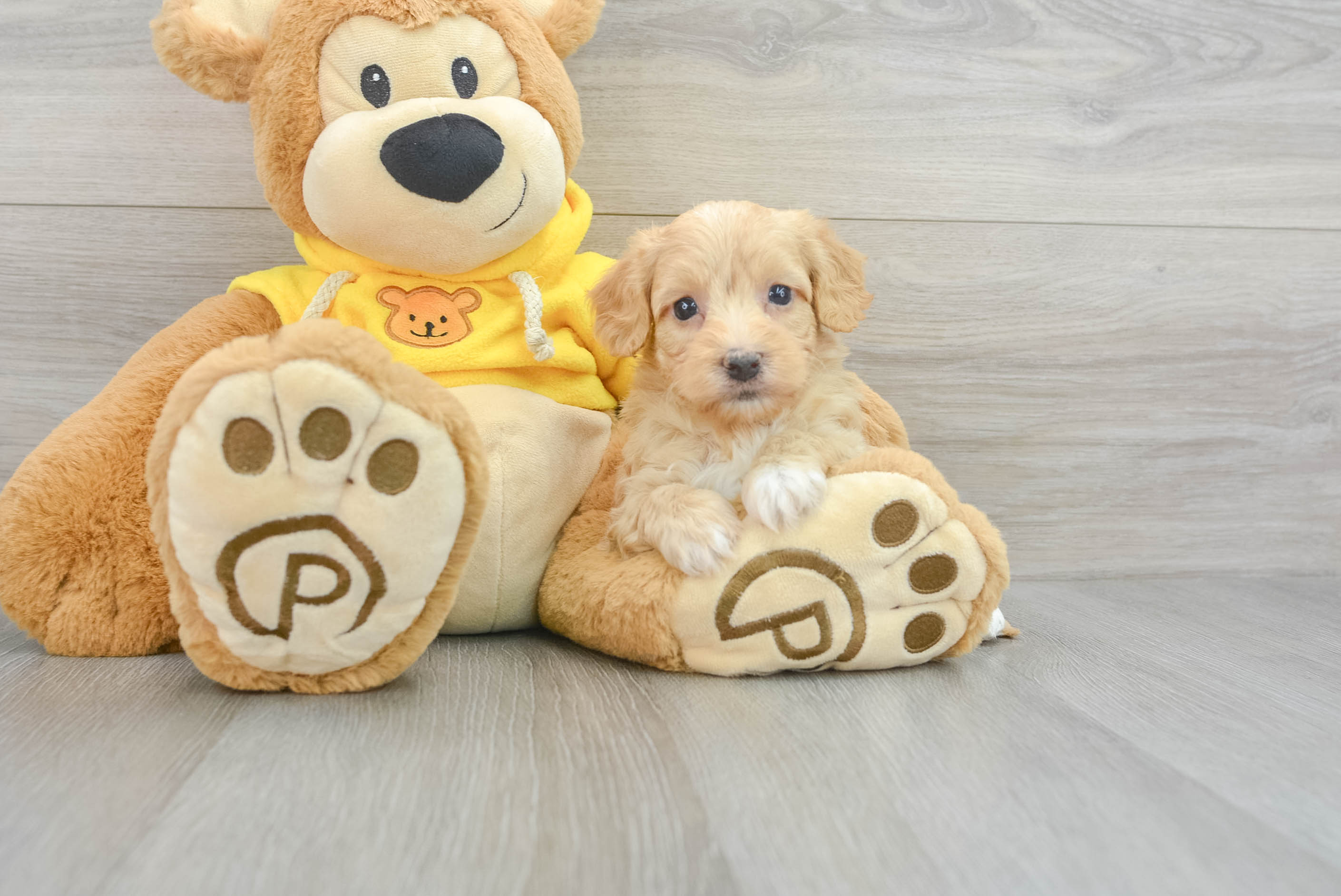 Playful Havanese Poodle Mix Puppy
