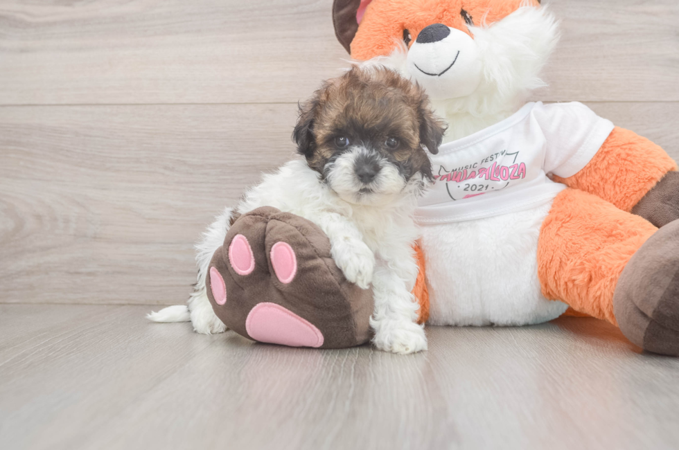 5 week old Havapoo Puppy For Sale - Lone Star Pups