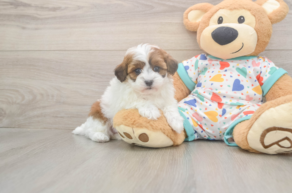 5 week old Havapoo Puppy For Sale - Lone Star Pups