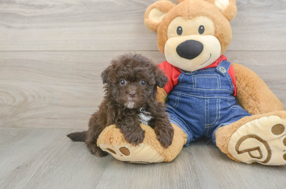 6 week old Havapoo Puppy For Sale - Lone Star Pups