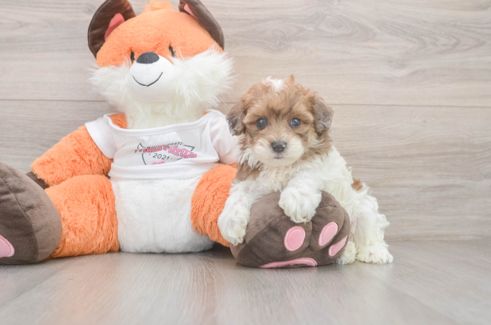 5 week old Havapoo Puppy For Sale - Lone Star Pups