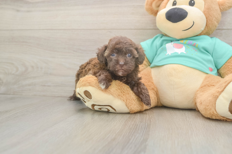 Havapoo Pup Being Cute