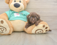 8 week old Havapoo Puppy For Sale - Lone Star Pups