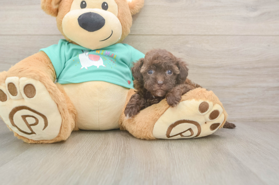 5 week old Havapoo Puppy For Sale - Lone Star Pups