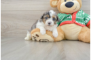 Energetic Havadoodle Poodle Mix Puppy