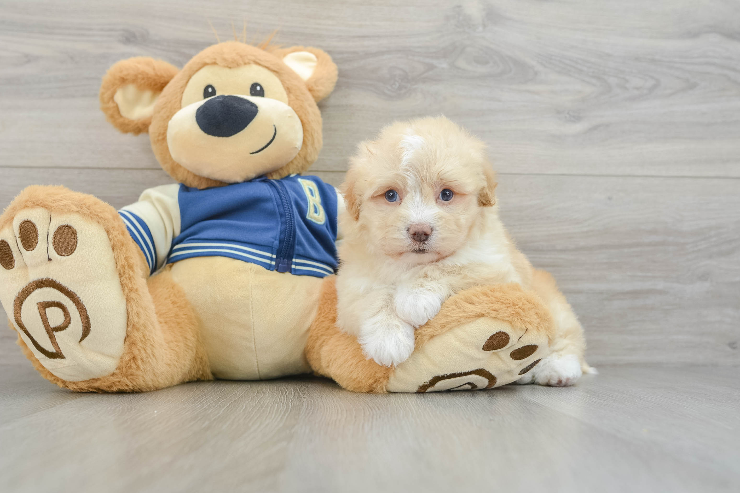 Smart Havapoo Poodle Mix Pup