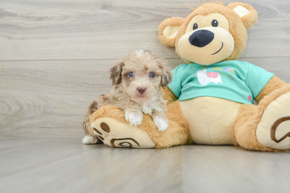 Smart Havapoo Poodle Mix Pup