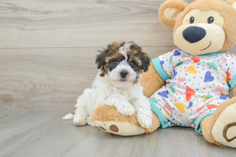 Meet Ricardo - our Havapoo Puppy Photo 1/3 - Lone Star Pups