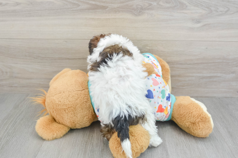 Meet Ricardo - our Havapoo Puppy Photo 2/3 - Lone Star Pups