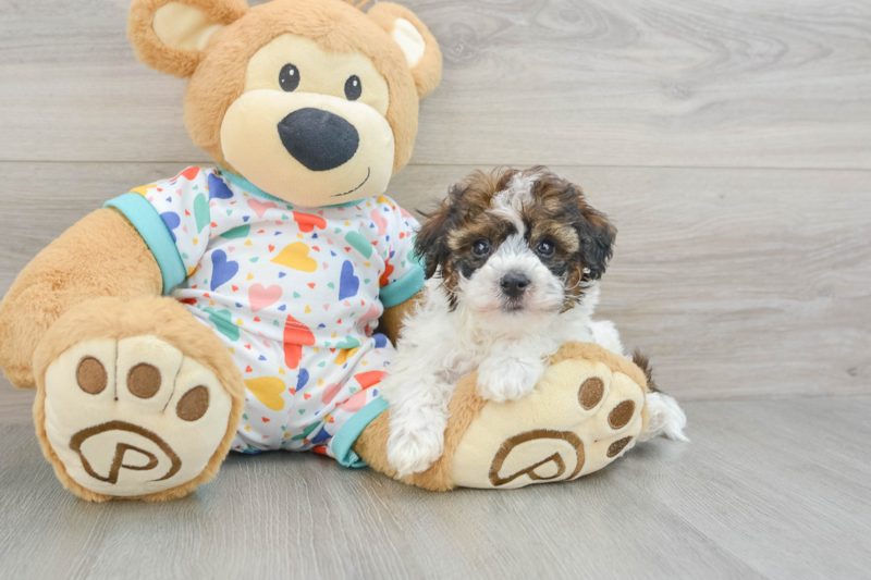 Meet Ricardo - our Havapoo Puppy Photo 3/3 - Lone Star Pups