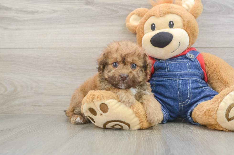 6 week old Havapoo Puppy For Sale - Lone Star Pups