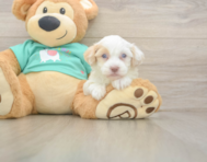 8 week old Havapoo Puppy For Sale - Lone Star Pups