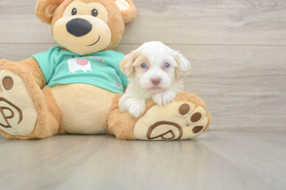 5 week old Havapoo Puppy For Sale - Lone Star Pups