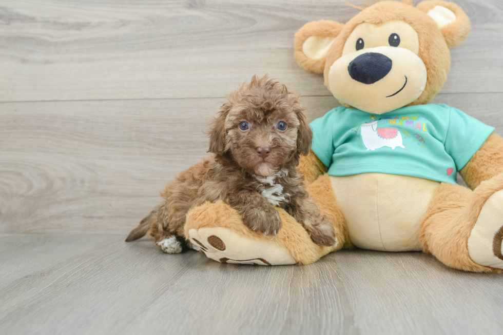 Energetic Havadoodle Poodle Mix Puppy