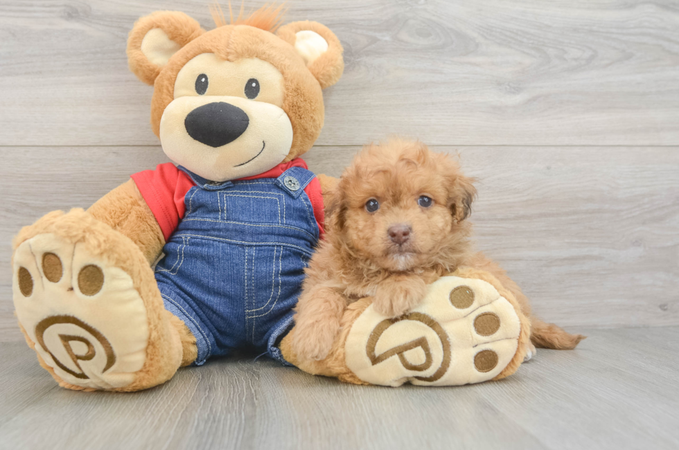 6 week old Havapoo Puppy For Sale - Lone Star Pups