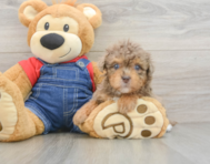 9 week old Havapoo Puppy For Sale - Lone Star Pups