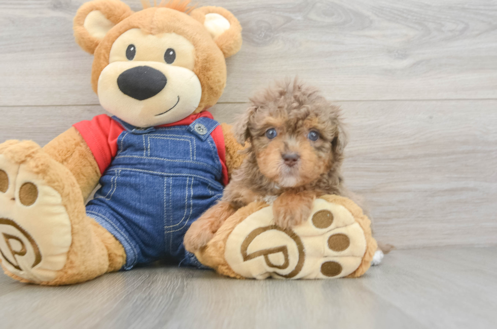 6 week old Havapoo Puppy For Sale - Lone Star Pups