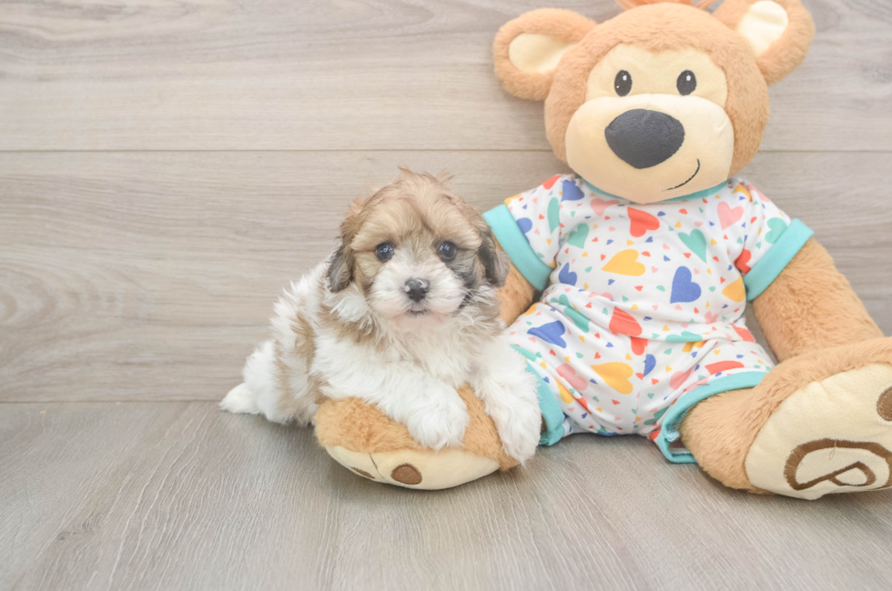 5 week old Havapoo Puppy For Sale - Lone Star Pups