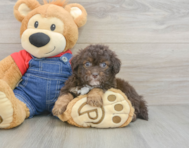 9 week old Havapoo Puppy For Sale - Lone Star Pups
